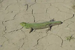 Prints of An ordinary quick green lizard. Lizard on dry ground. Sand lizard, lacertid lizard Lacertid Prints: Sand Lizard Print - Lacertid Species on Dry Ground
