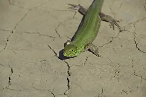 Scaled Reptile Pictures Prints: An ordinary quick green lizard