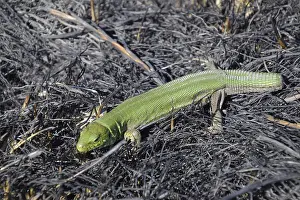 Prints of An ordinary quick green lizard. Lizard on the ground amidst ash and ash after a fire. Sand lizard, lacertid lizard Lacertid Prints: Sand Lizard Amidst Ash Print