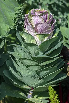 Central Europe Vegetables Prints: Ornamental cabbage (Acephala group)