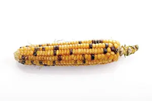 Sweet Corn Nutrition Prints: Ornamental corn