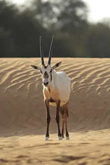 Desert Landscape Prints: An oryx stands facing the camera on a sand dune
