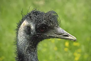 Bird Photography Africa Prints: Ostrich