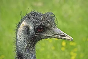Wild Animal Photography Tips Prints: Ostrich