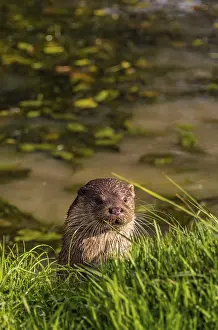 Eurasian River Otter Prints: Otter seen from a hide