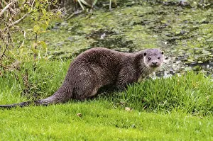 Eurasian River Otter Prints: Otter seen from a hide