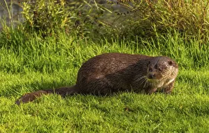 Wildlife Photography Scotland Prints: Otter seen from a hide
