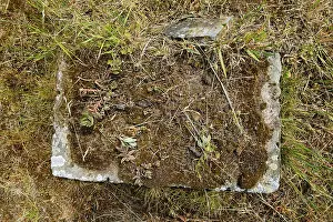Eastern European Graveyard Prints: Overgrown and sunken stone structure