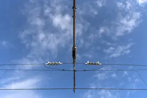 Electric Power Wire Prints: Detail of the overhead line of the Deutsche Bahn