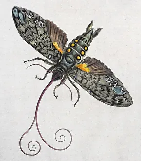 Hand Coloured Copper Engraving Prints: Owlet moth (Noctuidae)