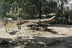 Indian Animal Husbandry Prints: An ox pulls a wagon, driven by a man