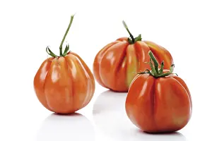 Vegetable Plant Photography Prints: Oxheart Tomatoes