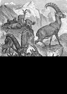 Capra Ibex Species Prints: A Pack of Alpine Ibex in the Mountains