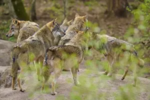 Central Europe Nature Scenery Prints: Pack of wolves in the forest, standing close together
