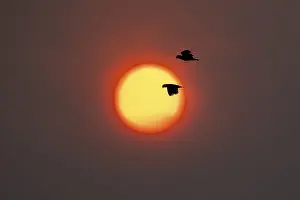 Latin America Tourist Attraction Prints: A pair of macaws flies through in front of the setting sun