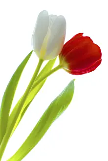Red And White Tulips Prints: Pair of tulips