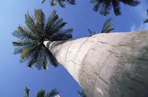 Tropical Tree Trunk Prints: Palm