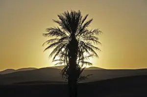Backlit Palm Tree Photo Prints: Palm with backlighting at sunset