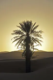 Evening Sun In Africa Prints: Palm with backlighting at sunset