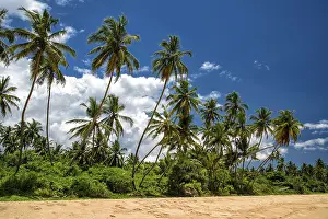 Tropical Island Landscape Prints: Palm beach