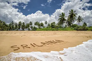 Tropical Coastline Prints: Palm beach