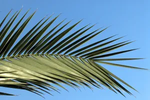 Palm Leaf Detail Prints: Palm leaf