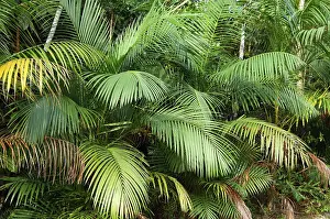 Palm Leaf Pattern Prints: Palm leaf