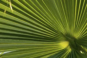 Palm Tree Detail Prints: Palm leaf, detail