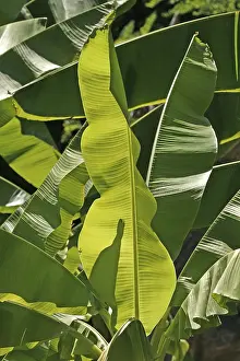 Framed Print : Palm Leaf Print Framed Print : Palm Leaf Print