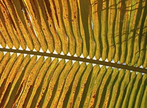 Uninhabited Palm Tree Landscape Prints: Palm leaf, palm leaf against the light