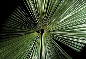 Palm Leaf Structure Prints: Palm leaf with radial rib structure