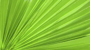 Coconut Palm Tree Photo Prints: Palm leaf texture for background