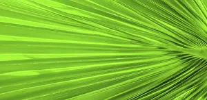 Tropical Foliage Background Prints: Palm leaf texture for background