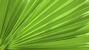 Deserted Garden Background Prints: Palm leaf texture for background