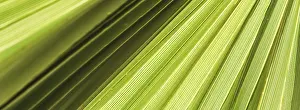 Summer Holiday Concept Prints: Palm leaf texture for background