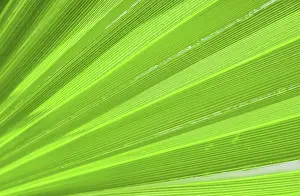 Tropical Nature Photography Prints: Palm leaf texture for background