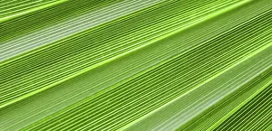 Summer Holiday Concept Prints: Palm leaf texture for background