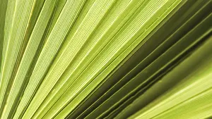 Coconut Palm Tree Photo Prints: Palm leaf texture for background