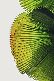 Southeast Asia Nature Scene Prints: Palm leaf in transmitted light