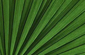 Prints of Palm leave detail Belize Prints: Palm Leaf Detail Print