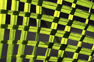 Exterior View Of Plants Prints: Palm leaves, pattern