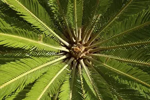 Nature Photography Details Prints: Palm tree from below