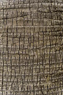 Full Frame Background Images Prints: Palm tree bark displaying its rough