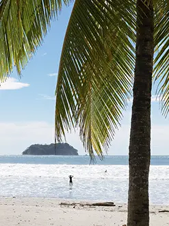 Palm Tree Landscape Prints: Palm tree on the beach, Playa Samara