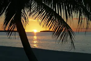 Pacific Ocean Evening Scene Prints: Palm tree on the beach at sunset
