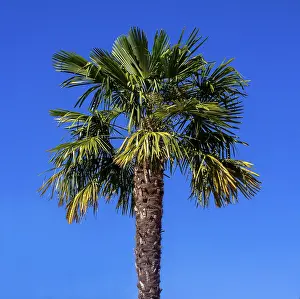 Prints of Palm tree on a blue sky Allier Prints: Palm Tree Print on a Blue Sky
