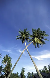 Tropical Tree Trunk Prints: Palm tree crossing