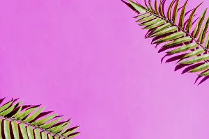Palm Tree Leaf Prints: Palm tree leaf colorful surface