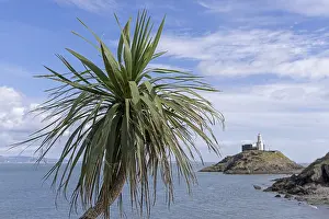 Gower Peninsula Coast Prints: Palm tree, lighthouse, Mumbles Head