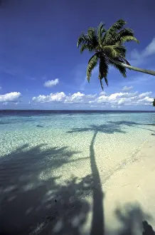 Palm Tree Silhouette Prints: Palm tree looms into the water